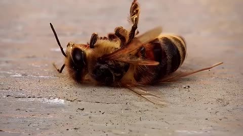 Porque as abelhas morrem após a picada?