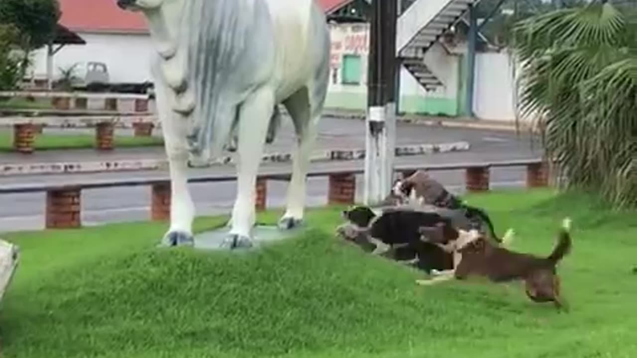 Border Collies Try to Herd Statue