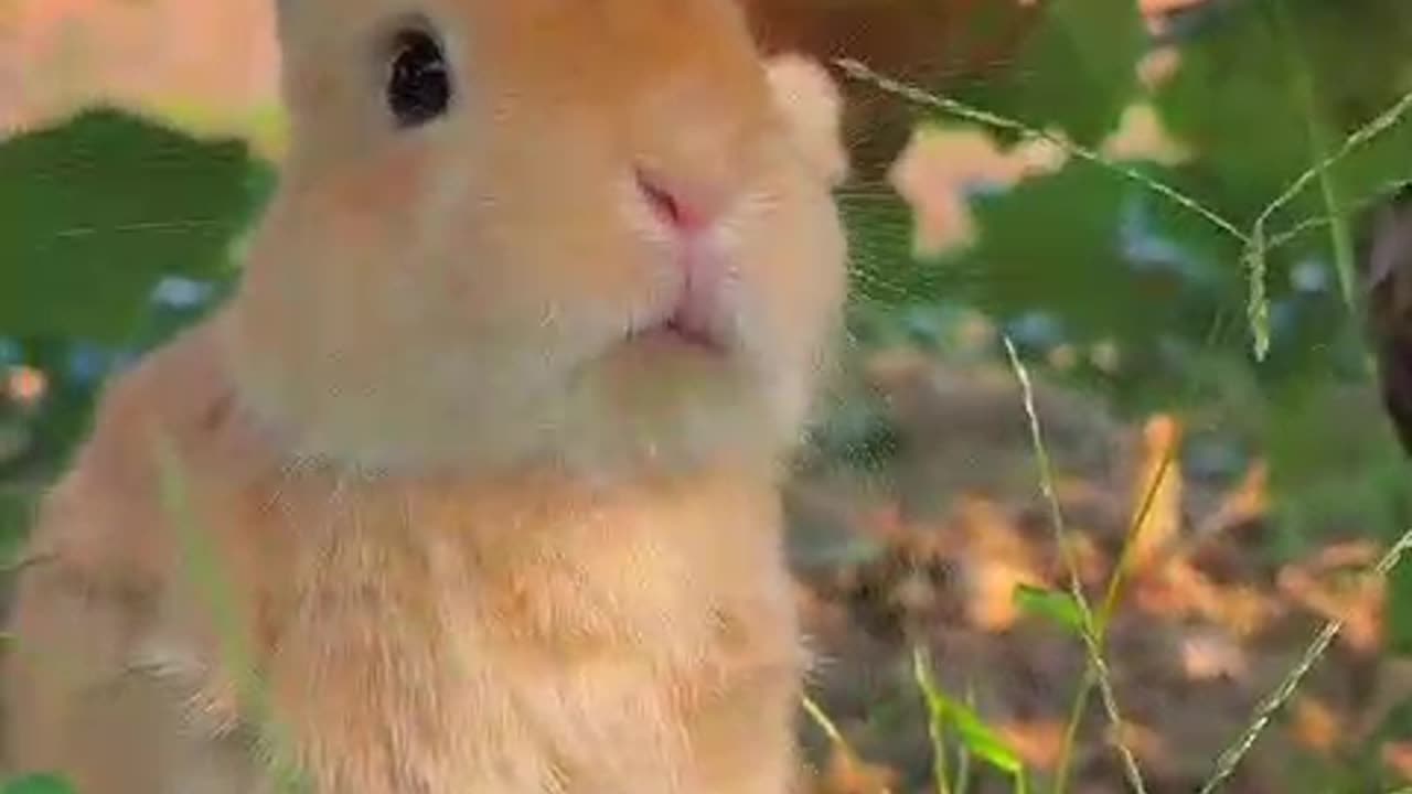 Cute rabbit