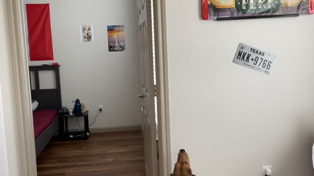 Beagle vs fly