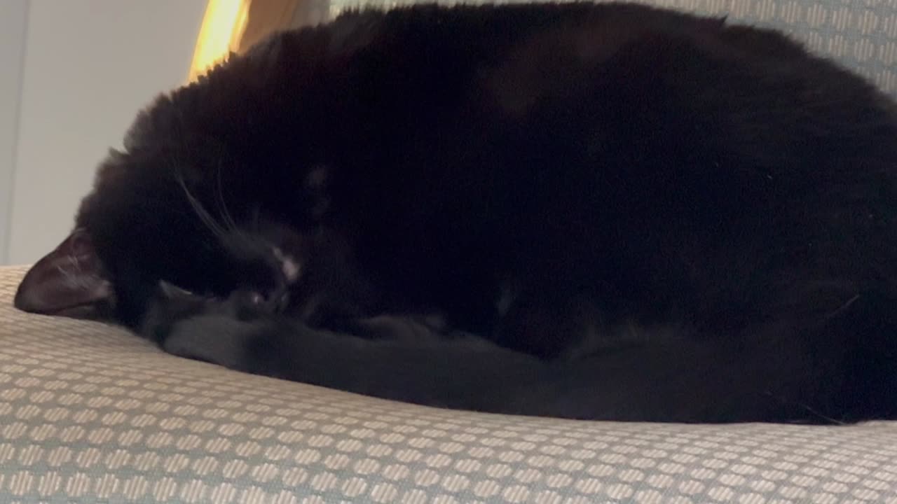 Cute Precious Piper is Sound Asleep with Her Head Upside Down - Adopting a Cat from a Shelter Vlog