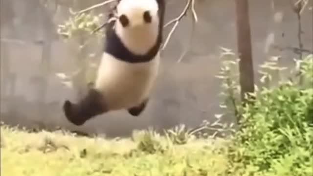 吃多了也要健身🐼🐼🐼