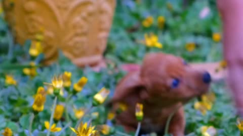 A person with a cute puppy playing