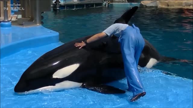 シャチの健康診断（尿、身体、口の中をチェック）/ 名古屋港水族館