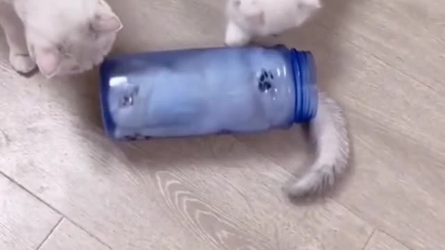 Funniest Dogs And Cats Videos- Best Funny Animal Videos 2022