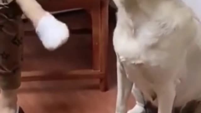 The dogs are disgusted