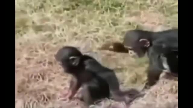 Funny animals