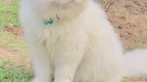 Cute and funny cat video.