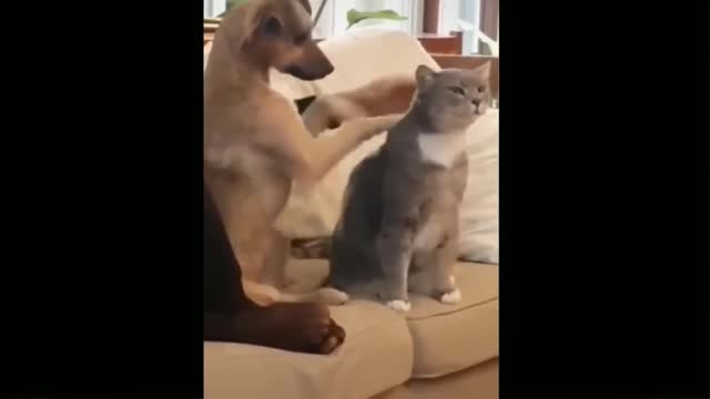 Dogs and cats loving video