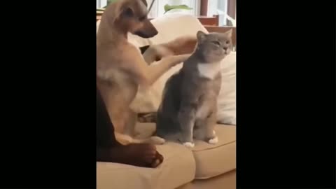 Dogs and cats loving video