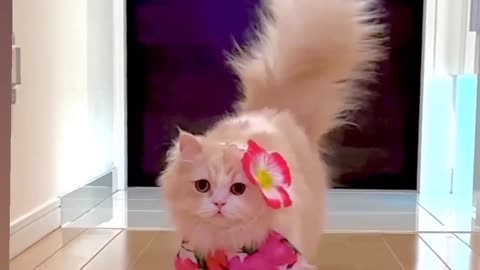 Beauty Cat Walk