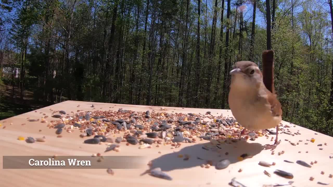 Carolina Bird Wren Song