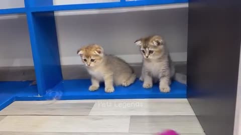 Funny animals cat bog see this video very funny