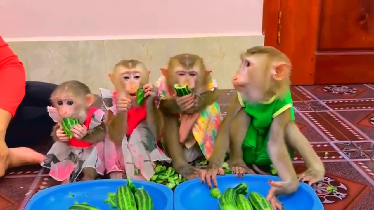 They are Clever and Lovely #monkeys #pets #animals #funny #22