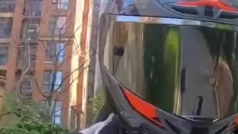 Put a helmet on a cat and ride a motorcycle together