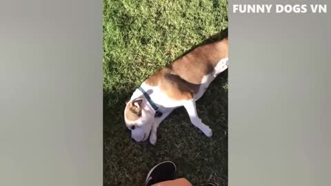 Funny dogs