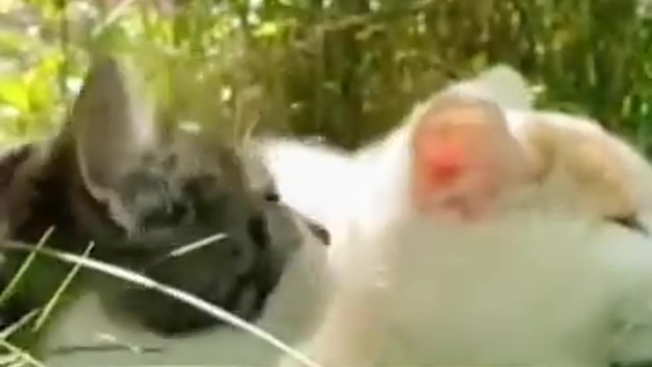 Funny animal skit