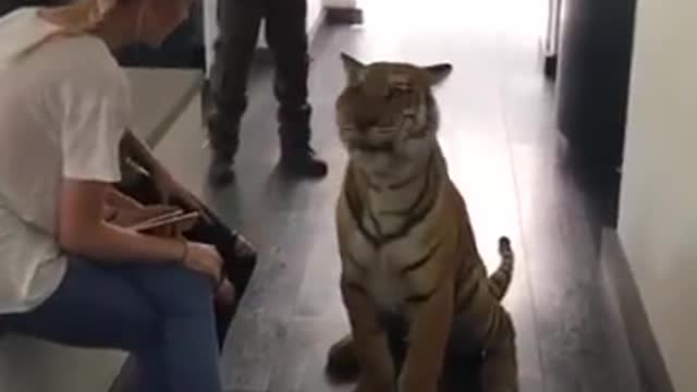 These people are keeping a tiger as a house pet