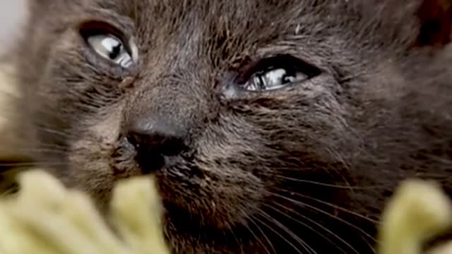 | Crying cat || cute cat || animal lovers |