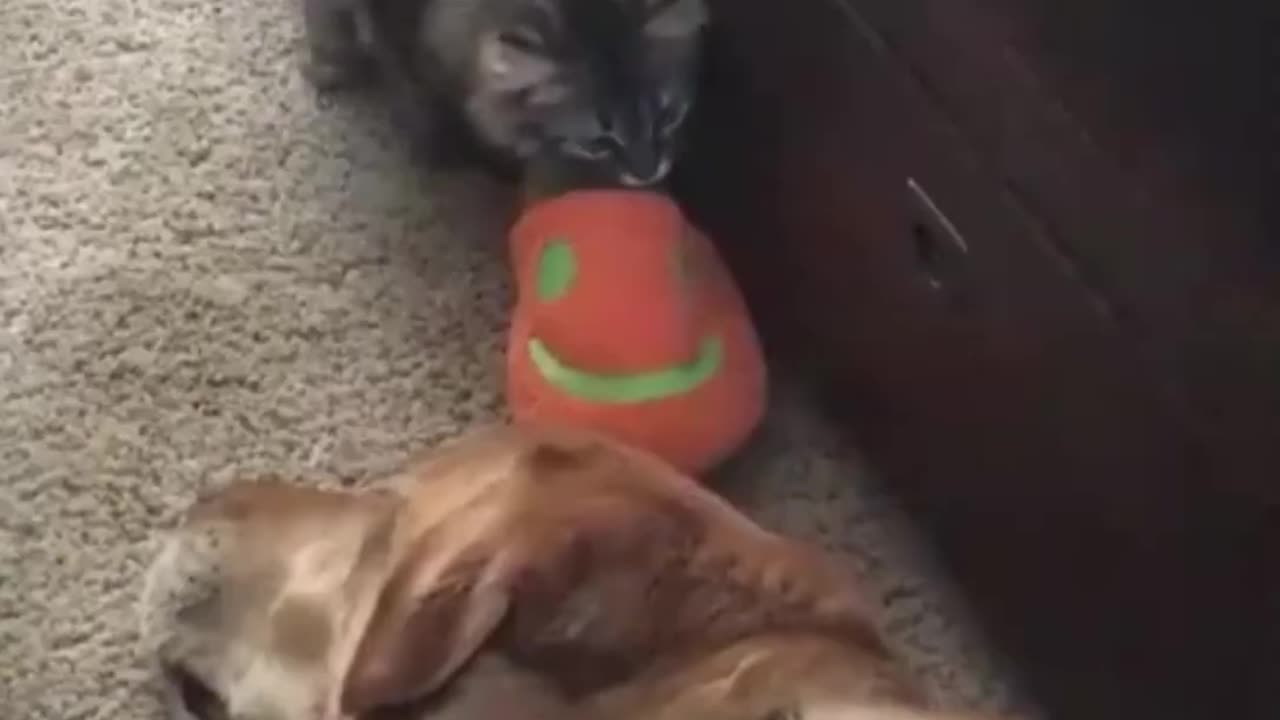 Cats and dog fun video