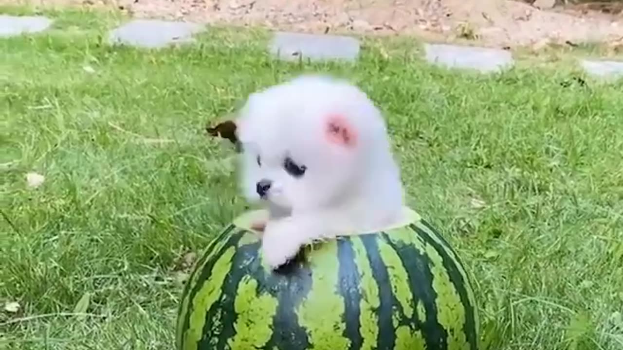 Cute puppy 🐶 Funny video