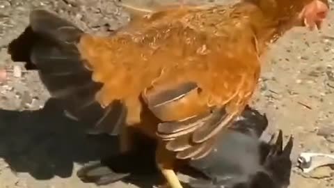 Have you ever seen a fight between a chicken and a crow? Who do you think will win? 🐔🖤