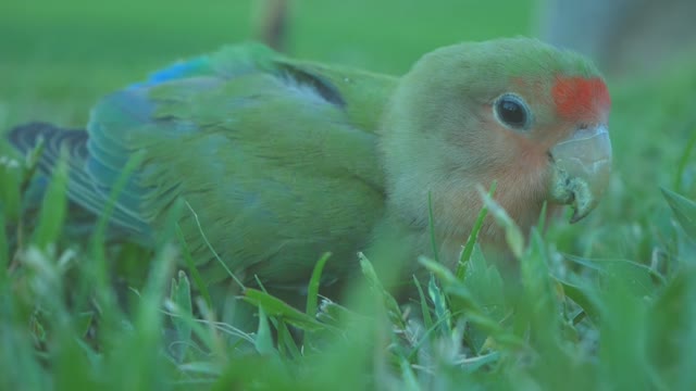 أنظور كيف يتغذى هدا الطائر على النبتات See how this bird feeds on plants