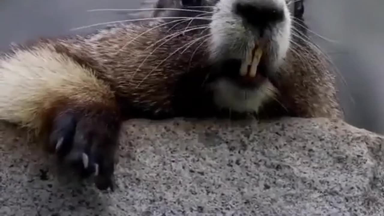 Cute and funny animal video.