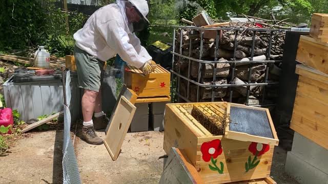 SHARING BROOD FOR SMALLER HONEY BEE HIVE