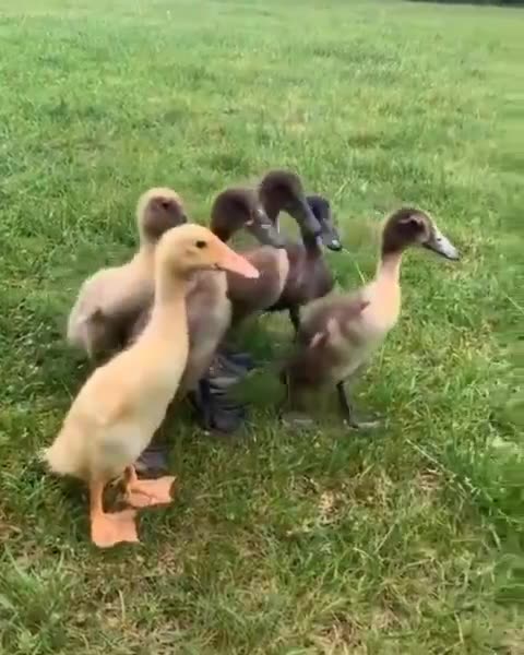 One, Two, Ready, GO!