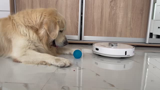 Golden Retriever is confused by a robot vacuum cleaner that steals his toys