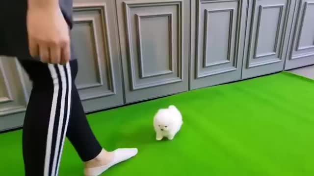 Increíble cachorro de Pomerania blanco!!!