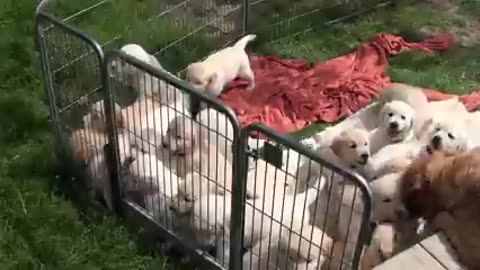 Cute baby dog growing process