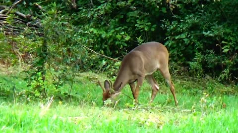 White-tailed Deer