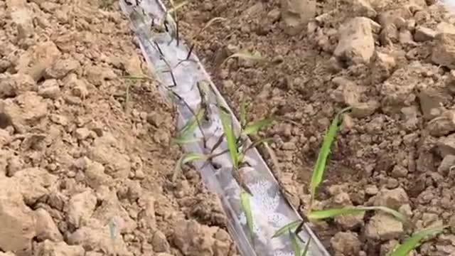 Sugar cane growing technology(China)