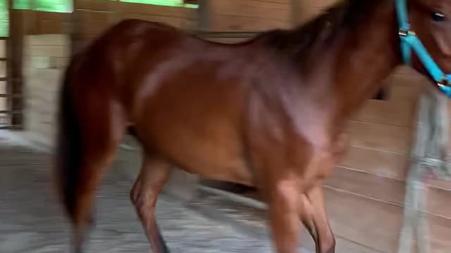 Colt refuses to go into stall