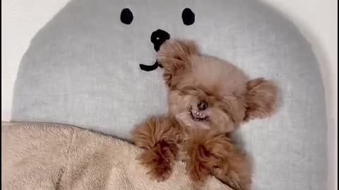 do you want to build a snowman 🐶