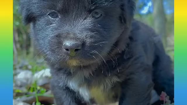 Cute and Funny Dogs Videos Compilation