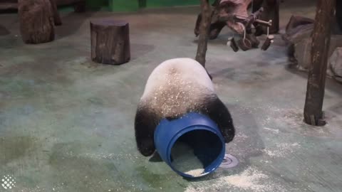 Cute and Clumsy Panda Compilation 2019 | Pandas are Awesome