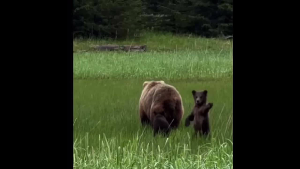 Cute baby animals video compilation |Funny and cute moment of animals