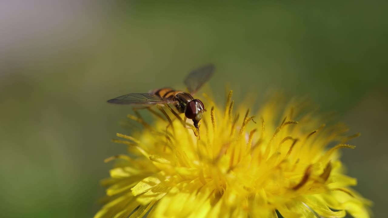 Hoverfly on a Dandelion