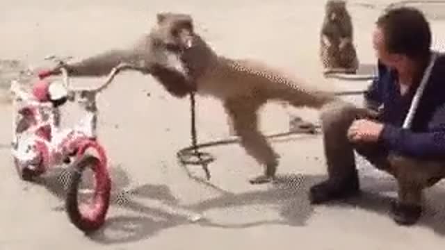 Monkey Bandit 🙊😄