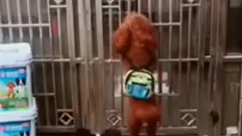 Funny dog video