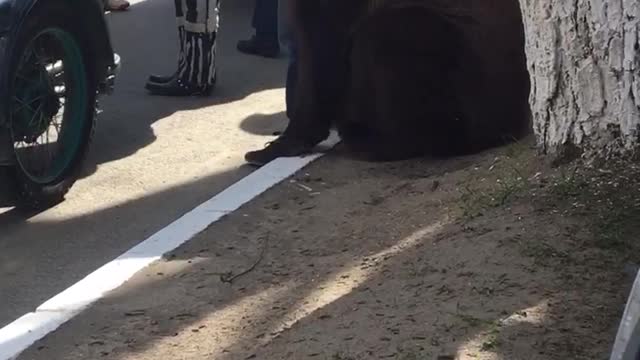 Bear Rides in Motorcycle