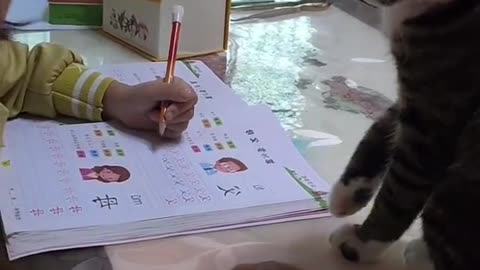 You bad cat, don't disturb my sister with her homework.🥰
