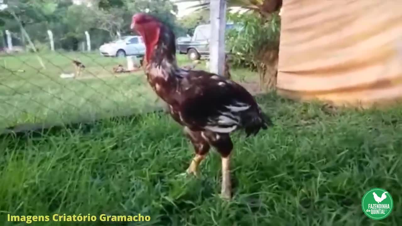 O GALO MAIS CARO DO MUNDO