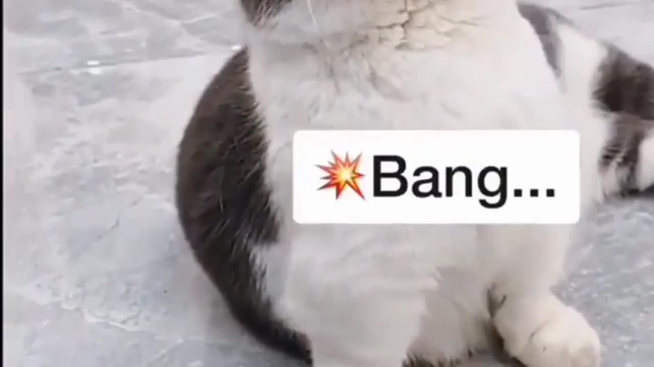 cute cat being bangedd!!!