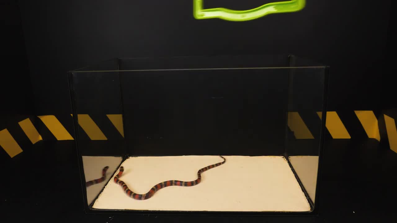 WHAT IF THE MILK SNAKE SEES LEECH? LEECH VS MILK SNAKE [Live feeding!]-4