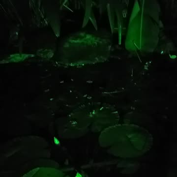 15.12.2023 Random Kuranda