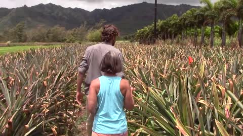 SWEETER THAN SWEET ~ KAUAI'S WHITE SUGARLOAF PINEAPPLE - June 1st 2015